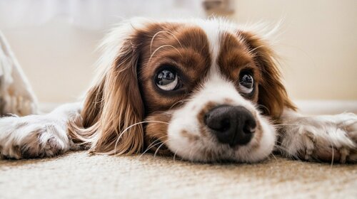 Les Chiens dangereux