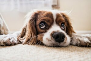 Les Chiens dangereux